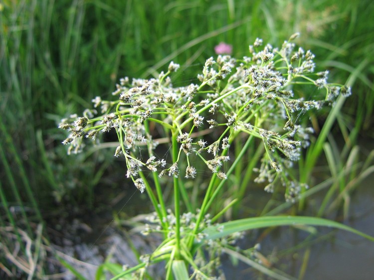 Scirpus sylvaticus